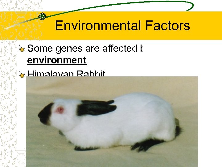 Environmental Factors Some genes are affected by the environment Himalayan Rabbit 