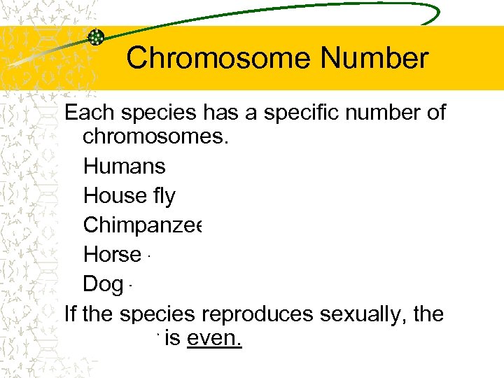 Chromosome Number Each species has a specific number of chromosomes. Humans – 46 House