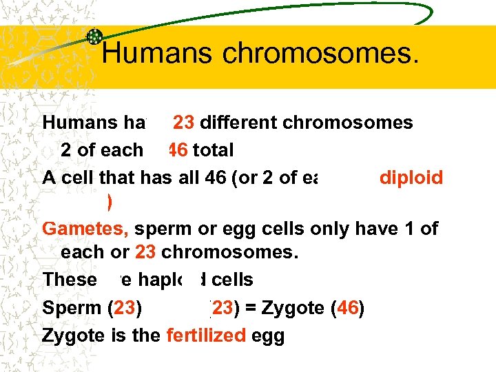 Humans chromosomes. Humans have 23 different chromosomes 2 of each = 46 total A