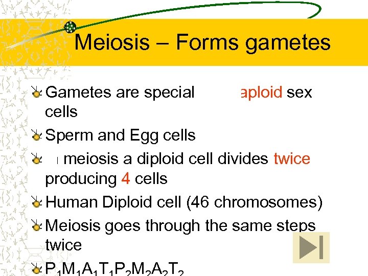 Meiosis – Forms gametes Gametes are specialized haploid sex cells Sperm and Egg cells