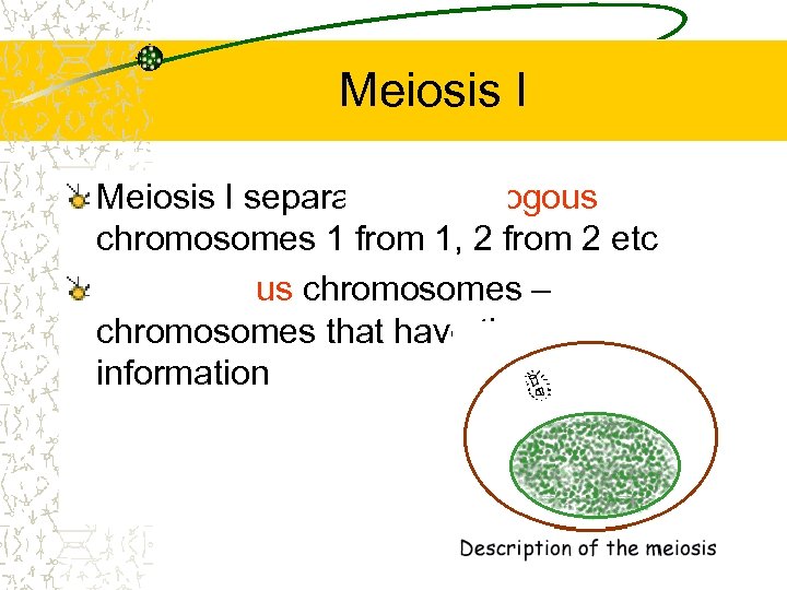 Meiosis I separates homologous chromosomes 1 from 1, 2 from 2 etc Homologous chromosomes