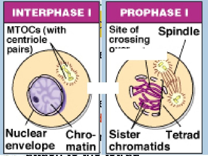 Prophase I Nuclear envelope dissolves Homologous chromosomes pair up to form a tetrad (four)