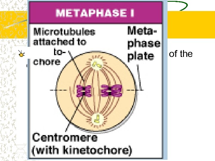 Metaphase I Tetrads are lined up in the center of the cell 