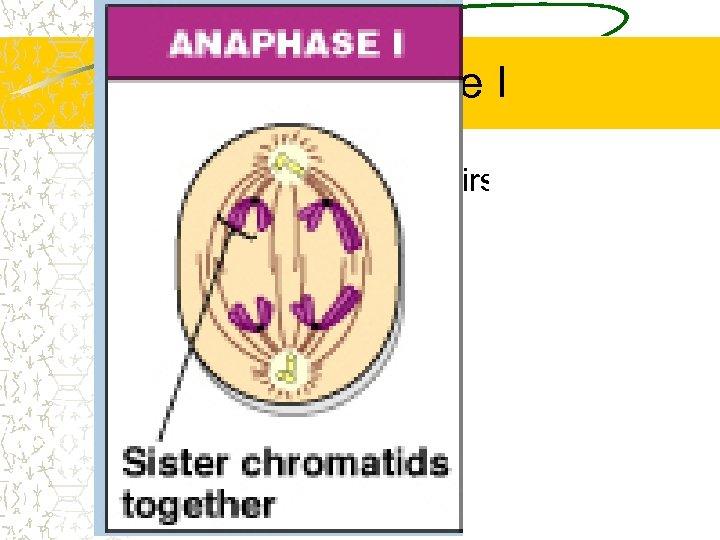 Anaphase I The homologous pairs are separated 