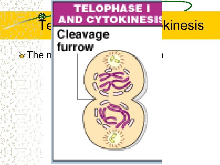 Telophase I and cytokinesis The nuclear membranes reform 