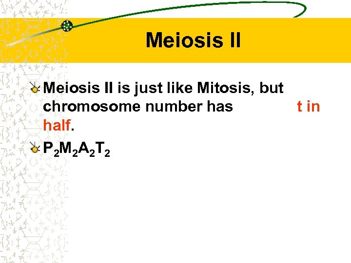 Meiosis II is just like Mitosis, but chromosome number has been cut in half.