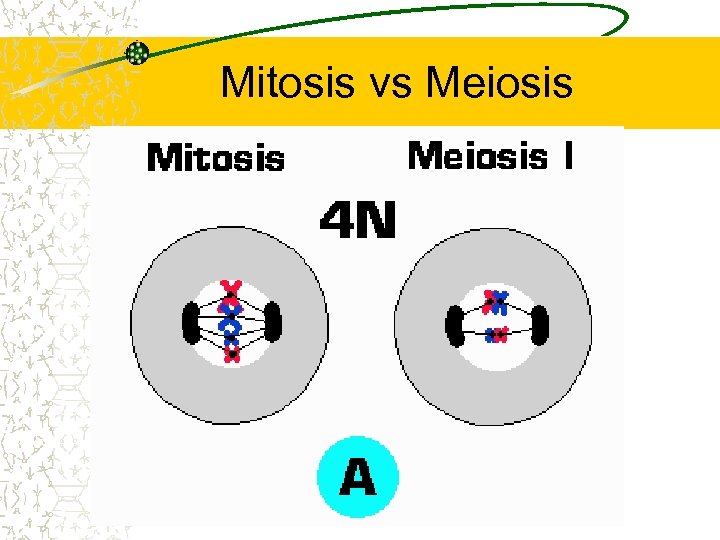 Mitosis vs Meiosis 