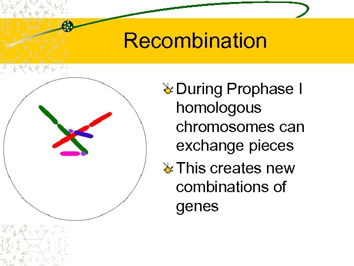 Recombination During Prophase I homologous chromosomes can exchange pieces This creates new combinations of