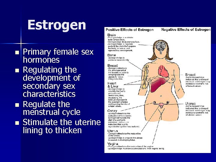 Estrogen n n Primary female sex hormones Regulating the development of secondary sex characteristics