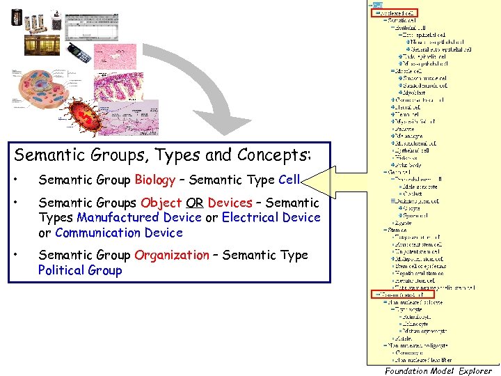 Semantic Groups, Types and Concepts: • Semantic Group Biology – Semantic Type Cell •