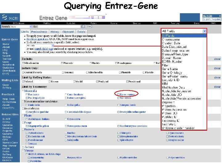 Querying Entrez-Gene 