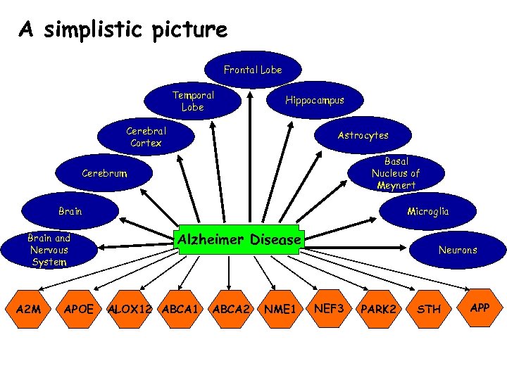 A simplistic picture Frontal Lobe Temporal Lobe Hippocampus Cerebral Cortex Astrocytes Basal Nucleus of