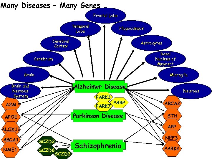 Many Diseases – Many Genes Frontal Lobe Temporal Lobe Hippocampus Cerebral Cortex Astrocytes Basal