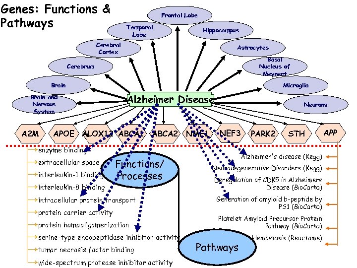 Genes: Functions & Pathways Frontal Lobe Temporal Lobe Hippocampus Cerebral Cortex Astrocytes Basal Nucleus