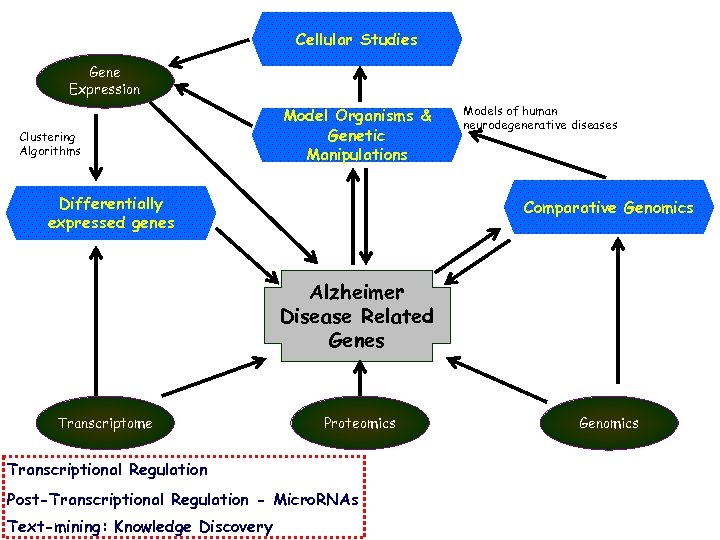 Cellular Studies Gene Expression Clustering Algorithms Model Organisms & Genetic Manipulations Differentially expressed genes