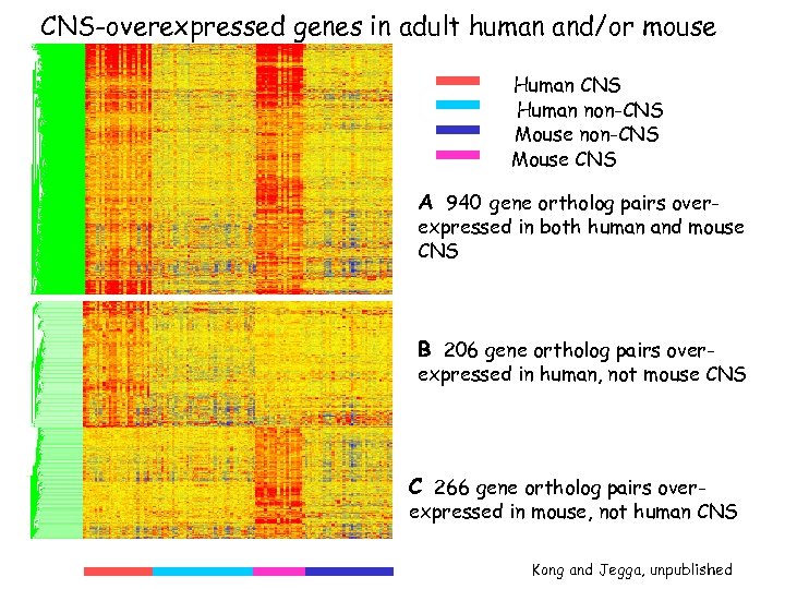 CNS-overexpressed genes in adult human and/or mouse Human CNS Human non-CNS Mouse CNS A