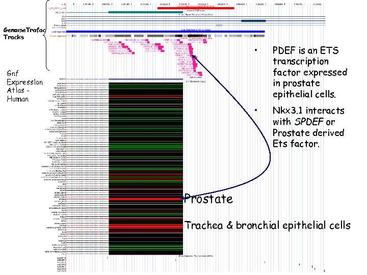 Genome. Trafac Tracks • • Gnf Expression Atlas Human PDEF is an ETS transcription