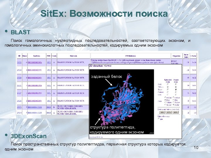 Sit. Ex: Возможности поиска • BLAST Поиск гомологичных нуклеотидных последовательностей, соответствующих экзонам, и гомологичных