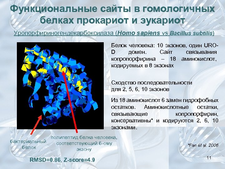 Функциональные сайты в гомологичных белках прокариот и эукариот Уропорфириногендекарбоксилаза (Homo sapiens vs Bacillus subtilis)