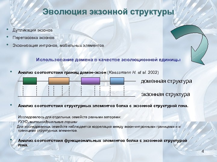 Эволюция экзонной структуры • • • Дупликация экзонов Перетасовка экзонов Экзонизация интронов, мобильных элементов
