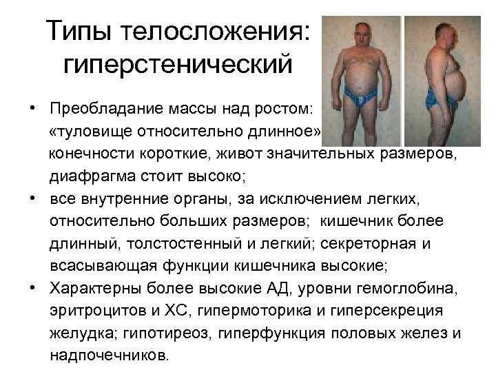 Типы телосложения: гиперстенический • Преобладание массы над ростом: «туловище относительно длинное» , конечности короткие,