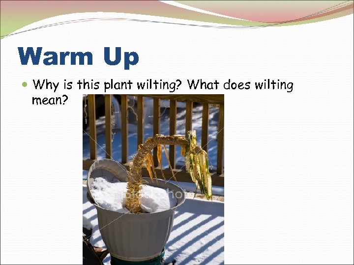 Warm Up Why is this plant wilting? What does wilting mean? 