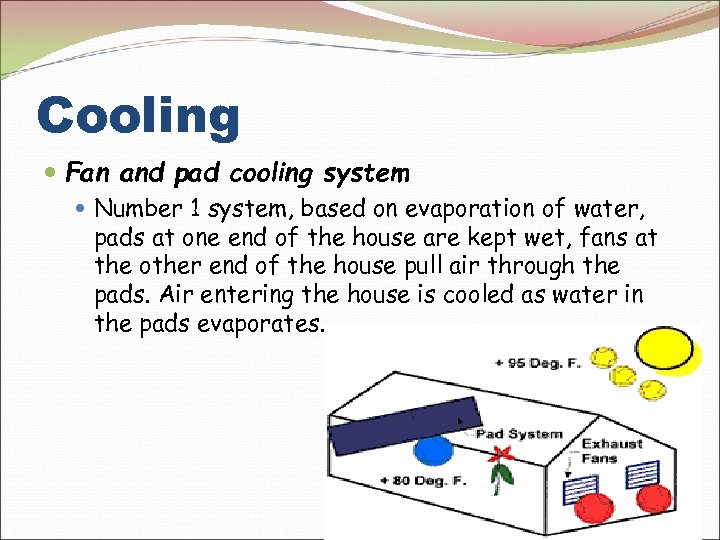 Cooling Fan and pad cooling system Number 1 system, based on evaporation of water,