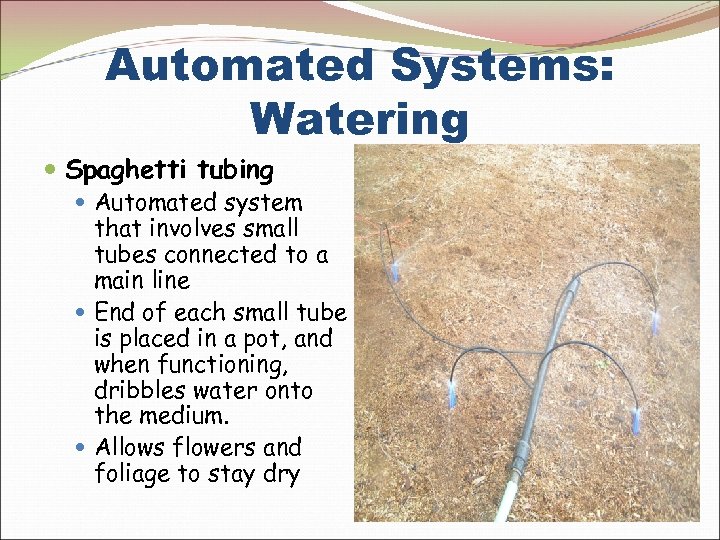 Automated Systems: Watering Spaghetti tubing Automated system that involves small tubes connected to a