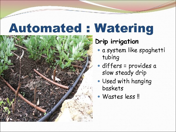 Automated : Watering Drip irrigation a system like spaghetti tubing differs = provides a