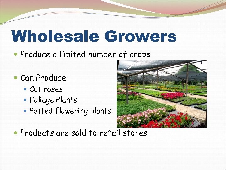 Wholesale Growers Produce a limited number of crops Can Produce Cut roses Foliage Plants