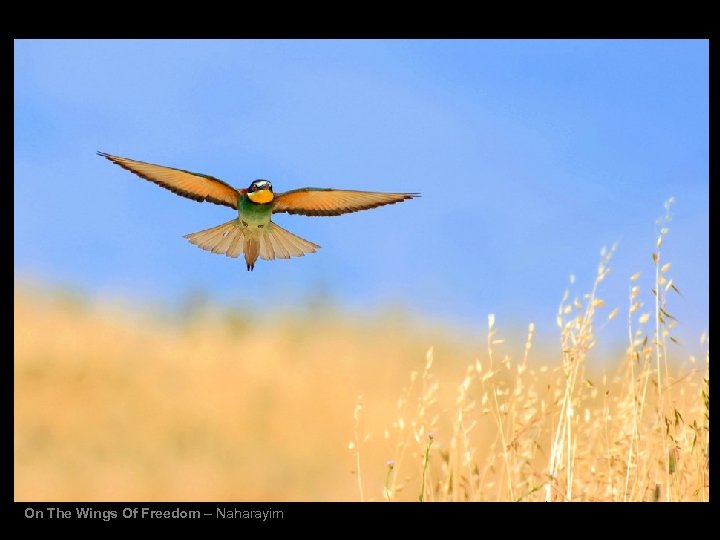 On The Wings Of Freedom – Naharayim 