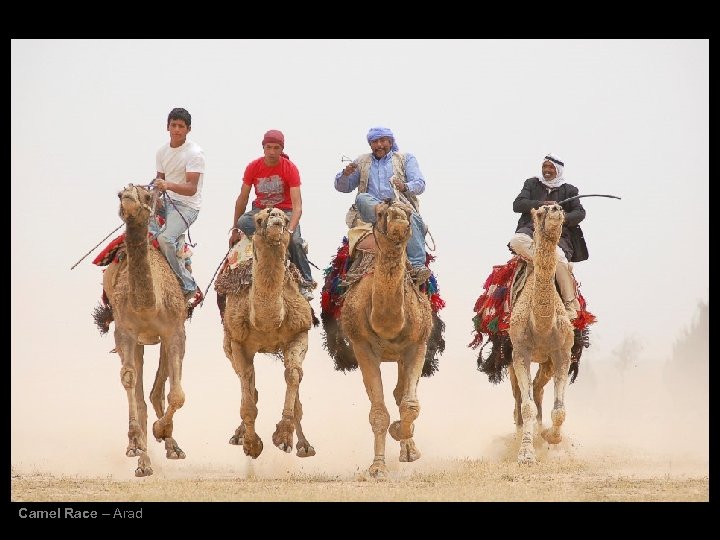 Camel Race – Arad 