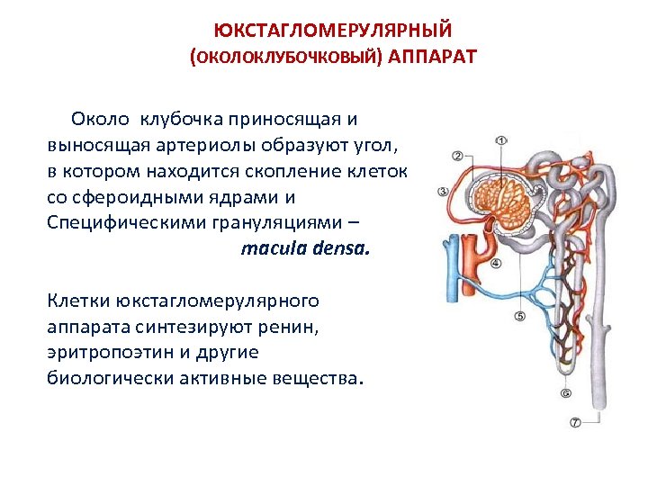 ЮКСТАГЛОМЕРУЛЯРНЫЙ (ОКОЛОКЛУБОЧКОВЫЙ) АППАРАТ Около клубочка приносящая и выносящая артериолы образуют угол, в котором находится