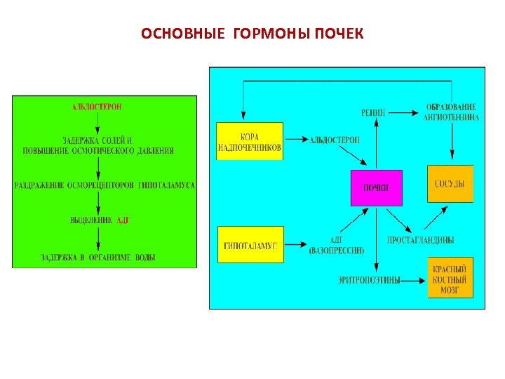 ОСНОВНЫЕ ГОРМОНЫ ПОЧЕК 