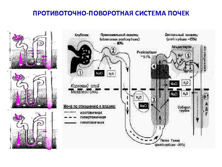 ПРОТИВОТОЧНО-ПОВОРОТНАЯ СИСТЕМА ПОЧЕК 