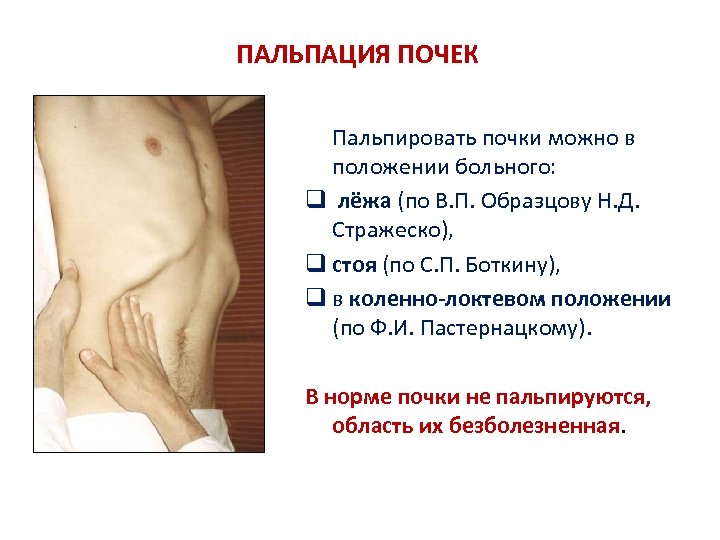 ПАЛЬПАЦИЯ ПОЧЕК Пальпировать почки можно в положении больного: q лёжа (по В. П. Образцову