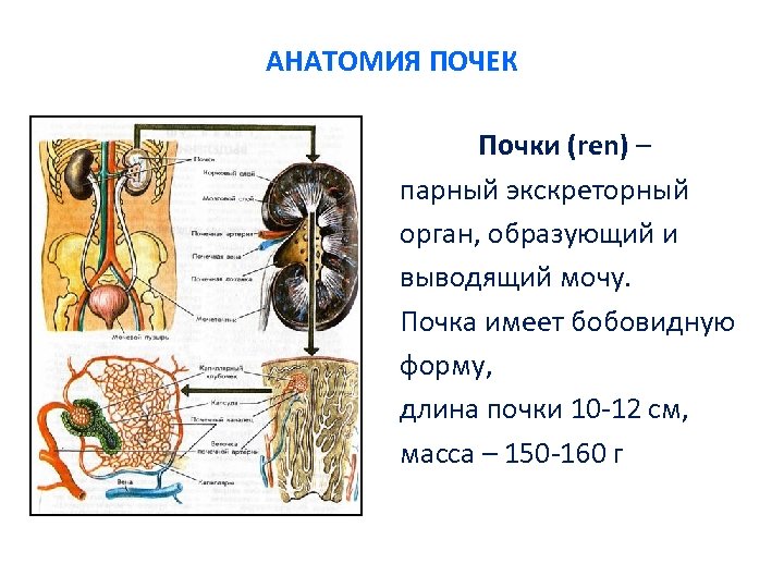 АНАТОМИЯ ПОЧЕК Почки (ren) – парный экскреторный орган, образующий и выводящий мочу. Почка имеет
