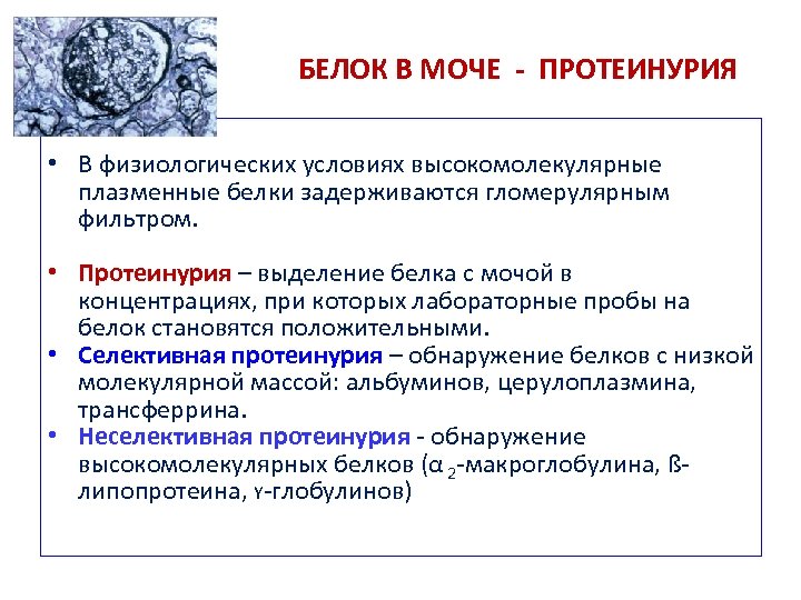БЕЛОК В МОЧЕ - ПРОТЕИНУРИЯ • В физиологических условиях высокомолекулярные плазменные белки задерживаются гломерулярным