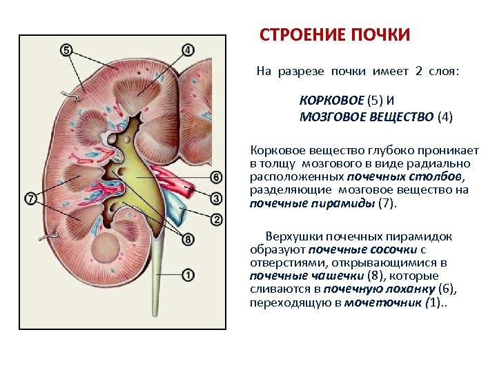 СТРОЕНИЕ ПОЧКИ На разрезе почки имеет 2 слоя: КОРКОВОЕ (5) И МОЗГОВОЕ ВЕЩЕСТВО (4)