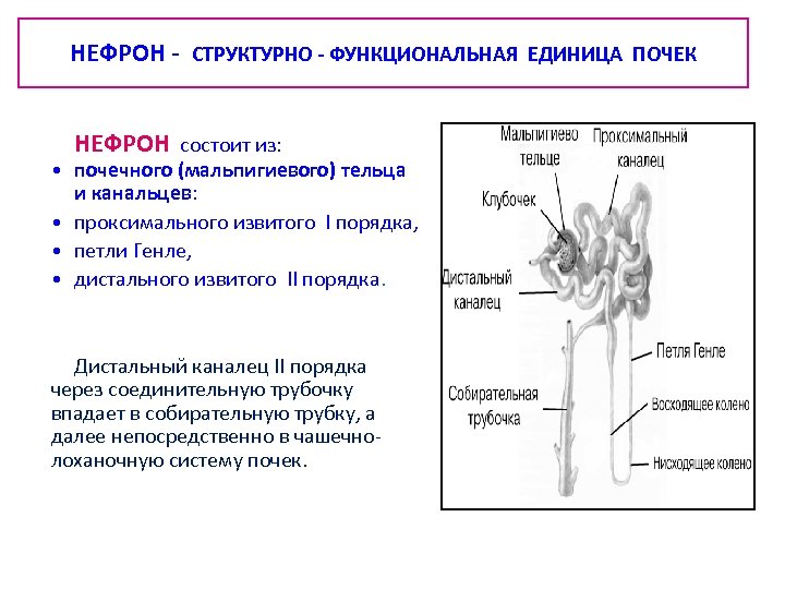 НЕФРОН - СТРУКТУРНО - ФУНКЦИОНАЛЬНАЯ ЕДИНИЦА ПОЧЕК НЕФРОН состоит из: • почечного (мальпигиевого) тельца