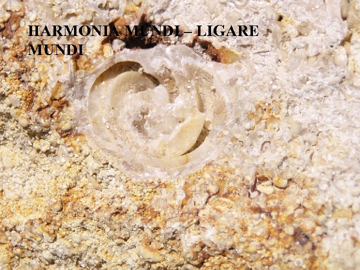 HARMONIA MUNDI – LIGARE MUNDI 