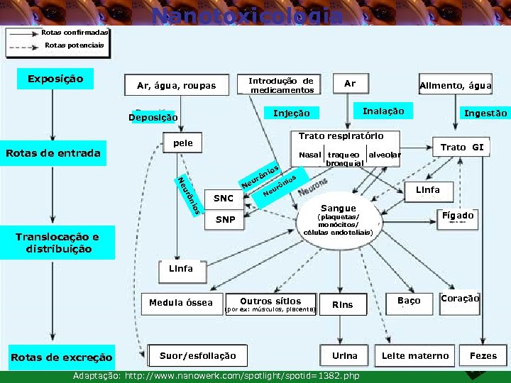 Rotas confirmadas Nanotoxicologia Rotas potenciais Exposição Introdução de medicamentos Ar, água, roupas Alimento, água