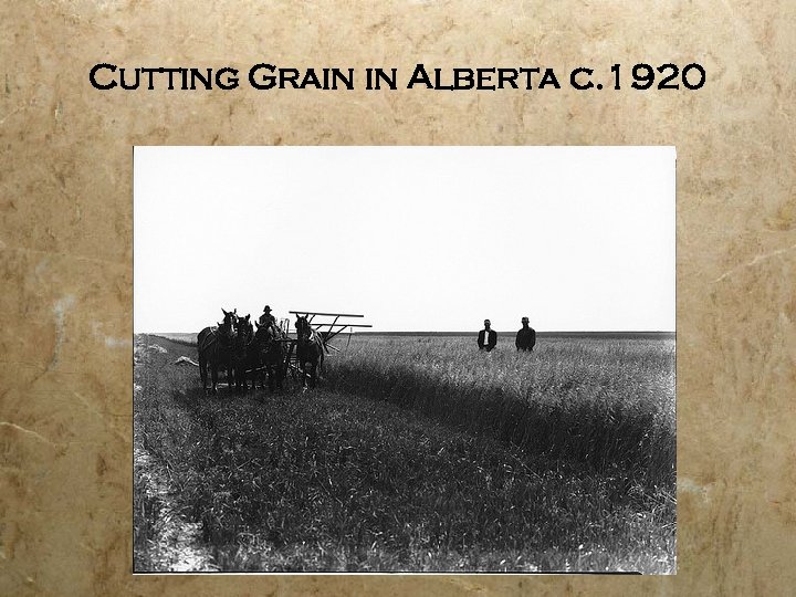Cutting Grain in Alberta c. 1920 