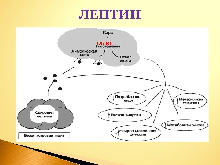 Лептин. Гормон лептин функции. Обязанности гормона лептин.. Лептин функции биохимия. Гормон лептин схема.