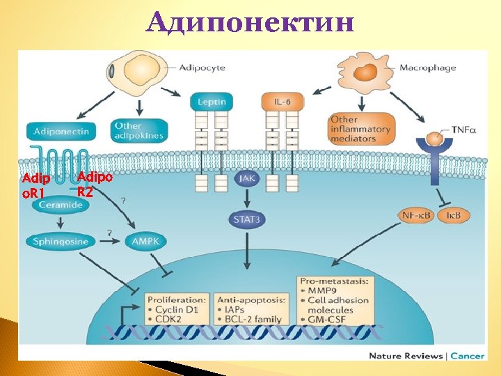 Адипонектин Adip o. R 1 Adipo R 2 