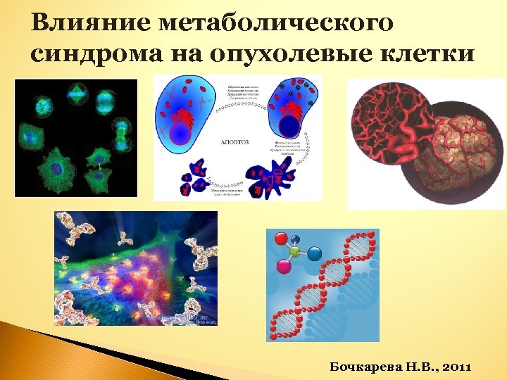 Влияние метаболического синдрома на опухолевые клетки Бочкарева Н. В. , 2011 