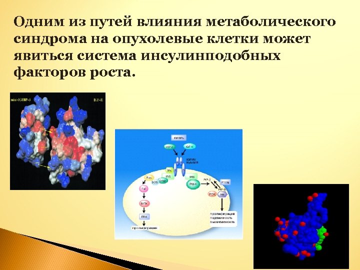 Одним из путей влияния метаболического синдрома на опухолевые клетки может явиться система инсулинподобных факторов