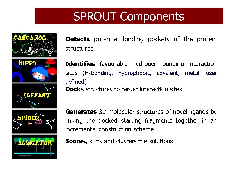 SPROUT Components Detects potential binding pockets of the protein structures Identifies favourable hydrogen bonding