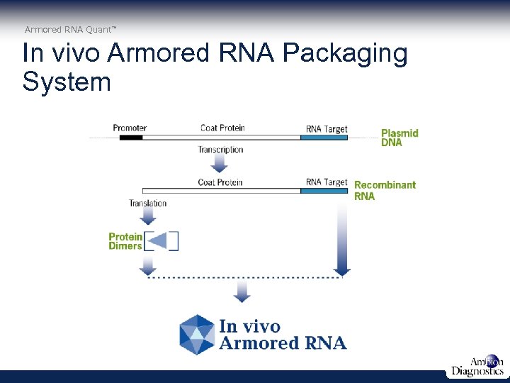 Armored RNA Quant In vivo Armored RNA Packaging System 