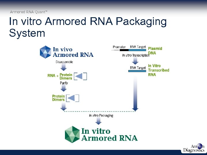 Armored RNA Quant In vitro Armored RNA Packaging System 